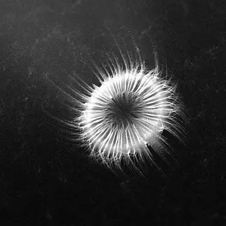 something strange made with [lagrange interpolation](https://www.youtube.com/watch?v=4S6G-zenbFM)
